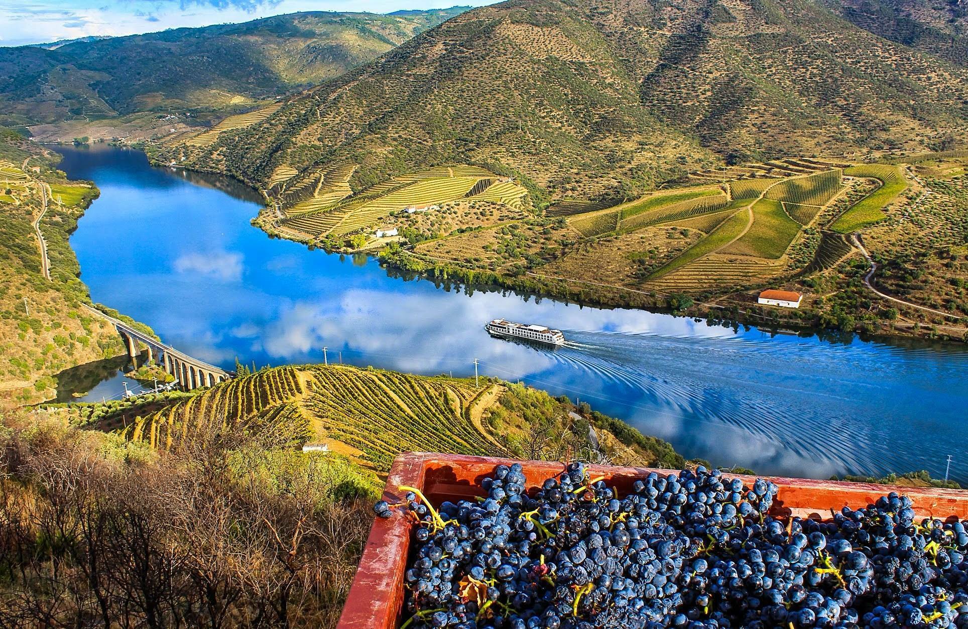 Douro Valley grapes