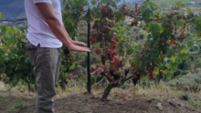 Guided tour vines