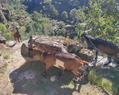 Gerês Parque Nacional tour privado dia completo - Cabras
