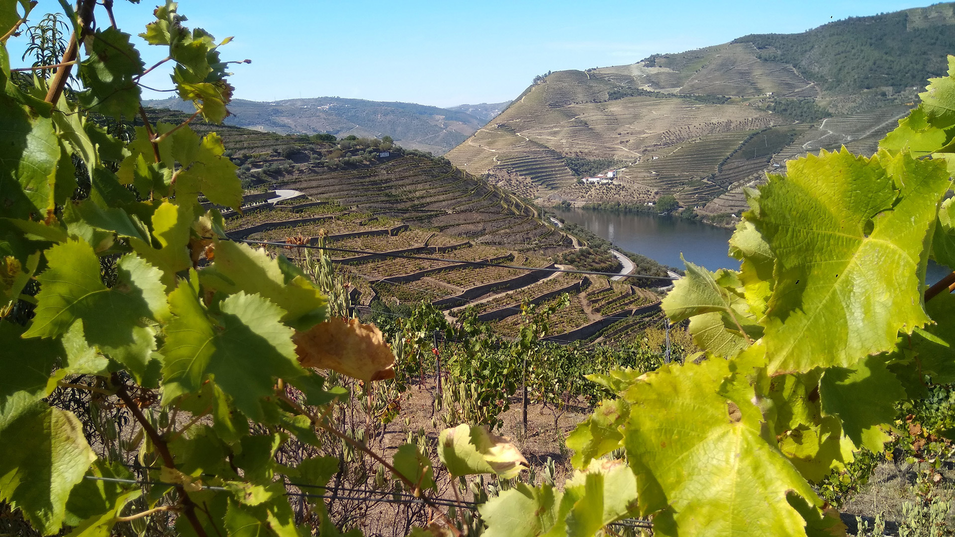 Douro Valley vines