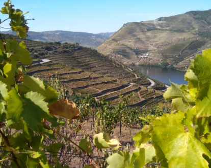 Douro Valley vines